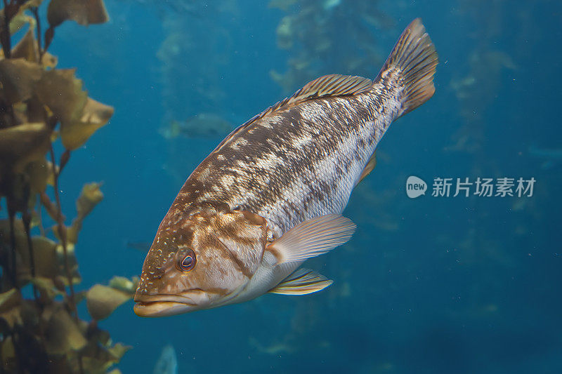 海鲈鱼(Paralabrax clathratus)，又称海带鲈鱼、牛鲈鱼或花斑鲈鱼，是一种海洋鳐鳍鱼，属于鲈科鲈科，包括石斑鱼和花科。